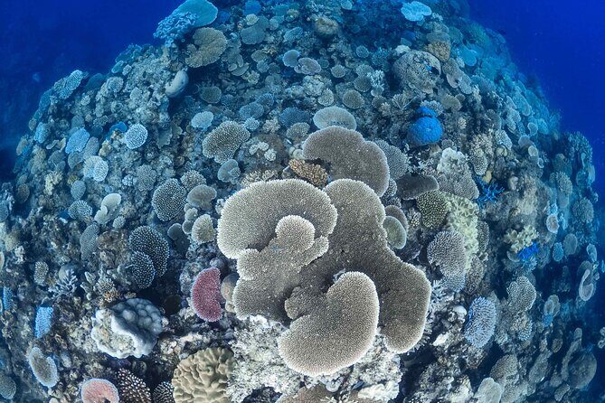 Outer Reef Mackay Cay Sail & Snorkel Adventure from Port Douglas - An In-Depth Look at the Tour Experience