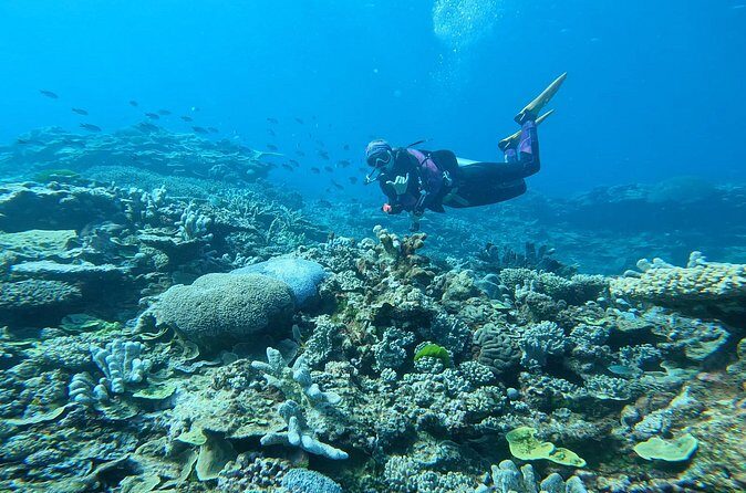 Outer Reef Scuba Diving Day Tour from Agnes Water 1770 - Final Thoughts