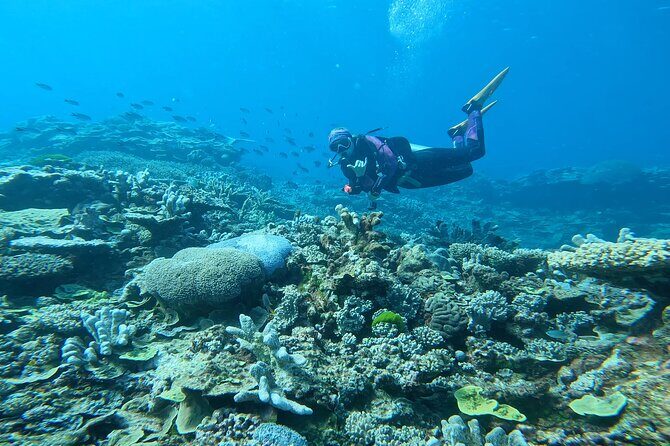 Outer Reef Scuba Diving Day Tour from Agnes Water 1770 - FAQs
