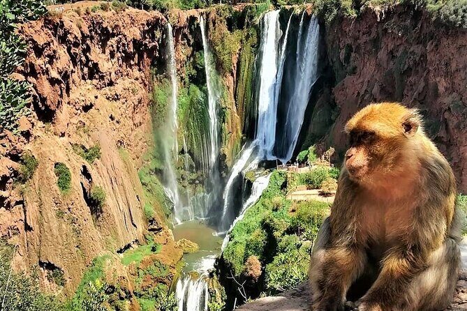 Ouzoud Falls Private Day Trip from Marrakech ( All inclusive ) - Key Points