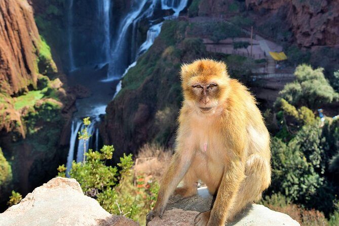 Ouzoud Waterfalls Guided Day Trip from Marrakech - What to Expect from Your Ouzoud Waterfalls Day Trip