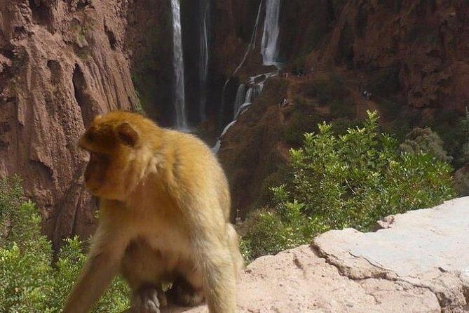 Ouzoud Waterfalls Shared Group Day Trip from Marrakech - The Itinerary: A Closer Look