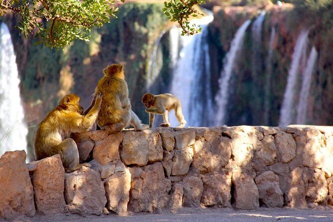Ouzoud Waterfalls Tour From Marrakech In Group - FAQ – Your Practical Questions Answered
