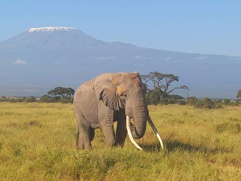 OVER NIGHT AMBOSELI PARK FROM NAIROBI BUDGET SAFARI. - Why Choose This Safari?