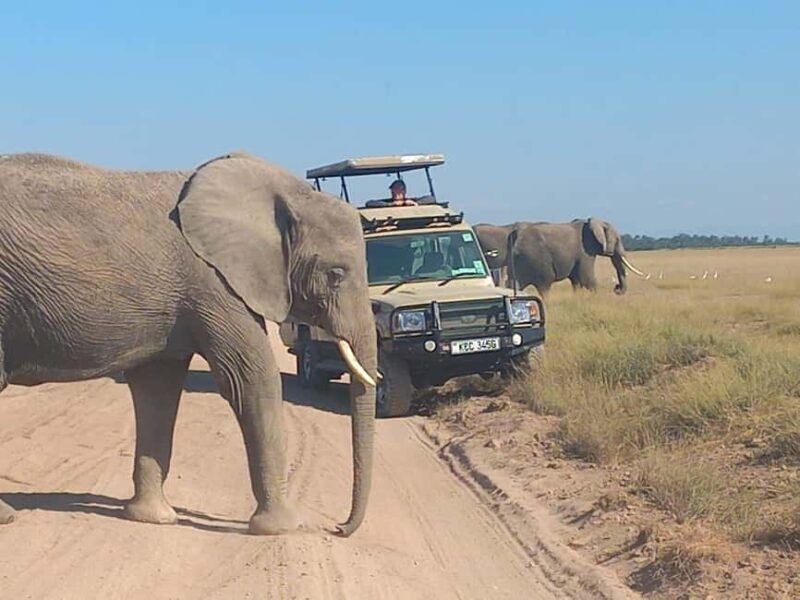 OVER NIGHT AMBOSELI PARK FROM NAIROBI BUDGET SAFARI. - Wildlife and Scenic Highlights