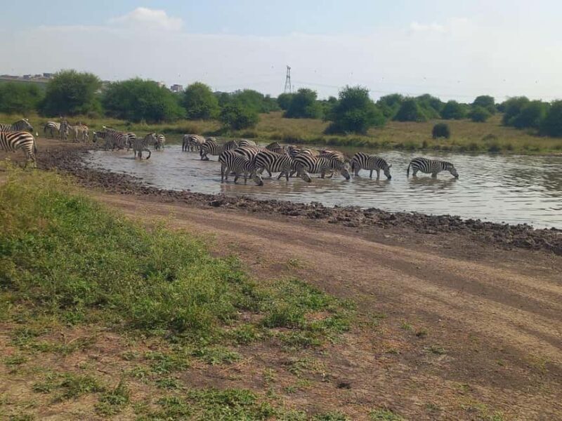 OVER NIGHT AMBOSELI PARK FROM NAIROBI BUDGET SAFARI. - Practical Aspects and Value