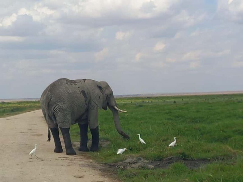 OVER NIGHT AMBOSELI PARK FROM NAIROBI BUDGET SAFARI. - Final Thoughts
