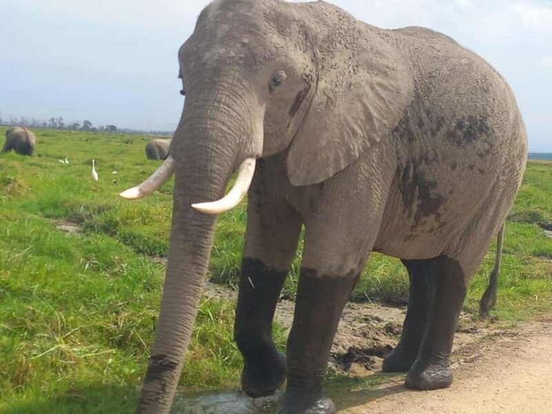 OVER NIGHT AMBOSELI PARK FROM NAIROBI BUDGET SAFARI. - FAQ