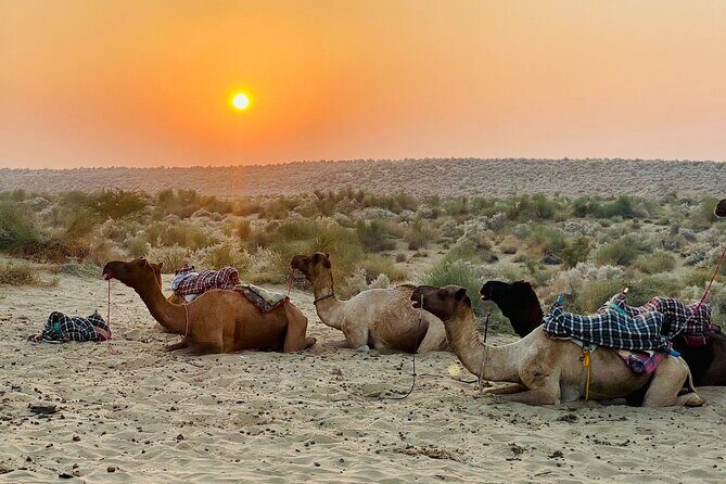 Over Nights Camel Safari Non Touristic 02:30PM - Why Travelers Love This Tour