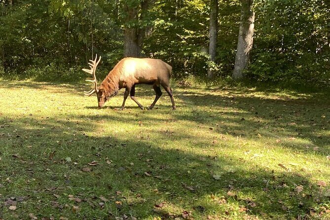 Over the Top Tour in Oconaluftee - Key Points