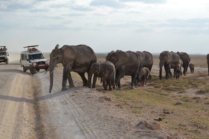 Overnight Amboseli National Park Safari - A Tour Designed for Wildlife Enthusiasts and Time-Conscious Travelers