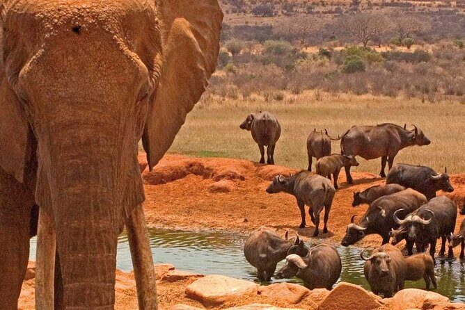 Overnight Amboseli National Park Safari - FAQs