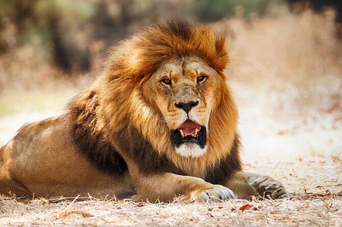 Overnight Amboseli National Park Safari from Nairobi - Frequently Asked Questions