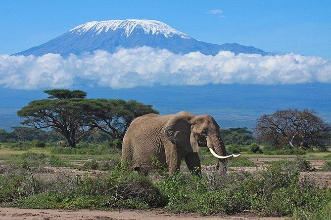 Overnight Amboseli National Park Safari from Nairobi - The Practical Aspects: Price, Duration, and Value