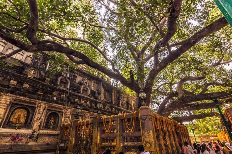 OVERNIGHT BODHGAYA TOUR WITH DUNGESHWARI CAVE - The Itinerary Breakdown: What You Can Expect