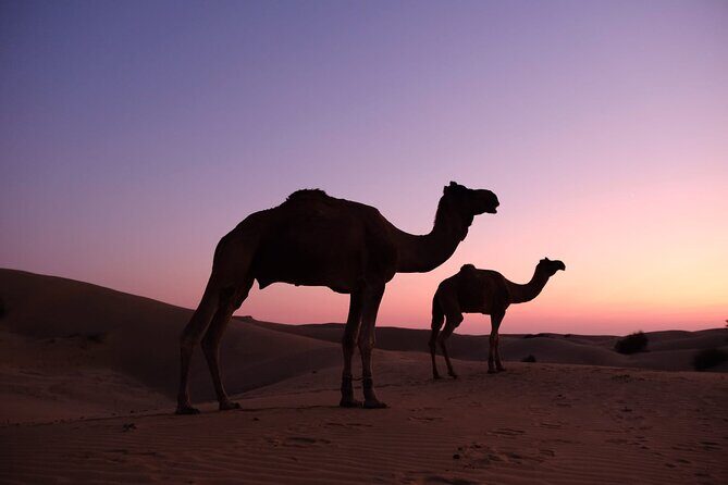 Overnight camel safari (non_touristic) - Key Points