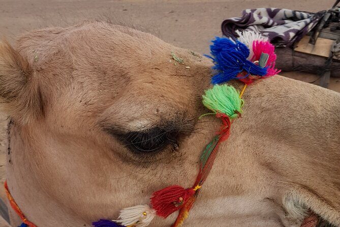 Overnight Camel trek in Merzouga dunes - Transportation and Timing
