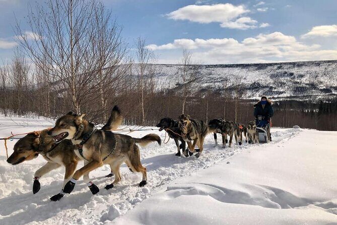 Overnight Dog Sledding Adventure - Why You Might Want to Book This Tour