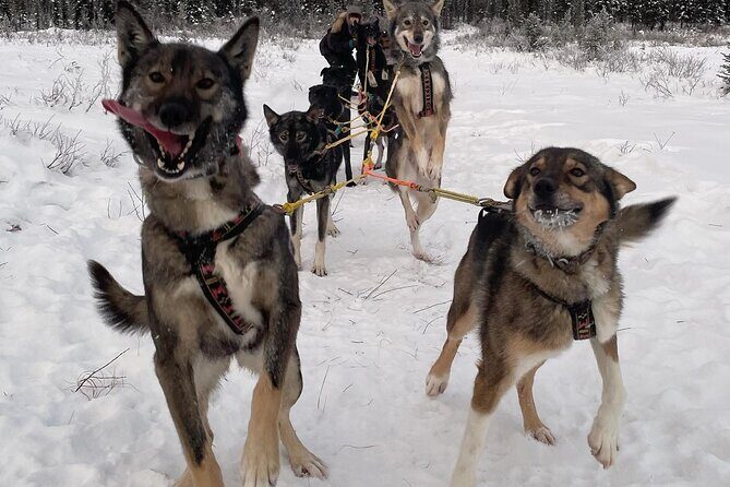 Overnight Dog Sledding Adventure - Practical Tips for Your Trip