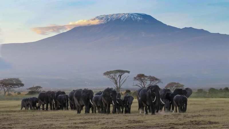 Overnight Group Joining Safari to Amboseli from Nairobi - In-Depth Review of the Amboseli Safari Experience