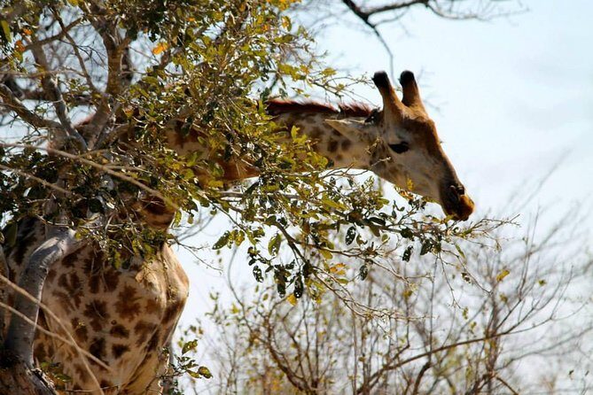 Overnight Kruger National Park Classic Camping Safari - The Value for Your Money