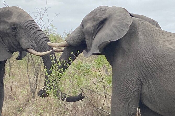 Overnight Kruger National Park Classic Camping Safari - Who Will Love This Tour?