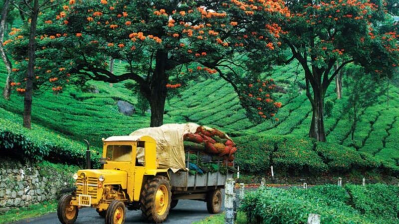 Overnight Munnar Hill Station Tour with Kerala Beauty - Key Points