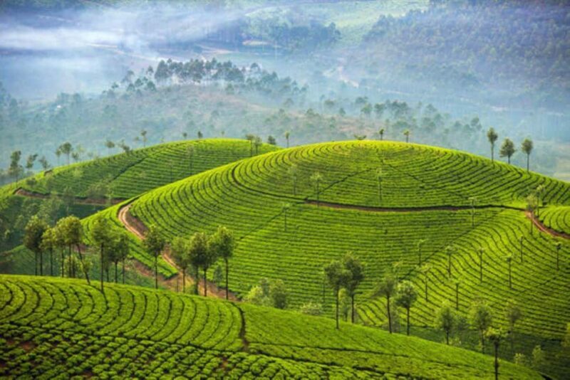 Overnight Munnar Hill Station Tour with Kerala Beauty - From Cochin to Munnar: Seamless Transportation with a Scenic Start