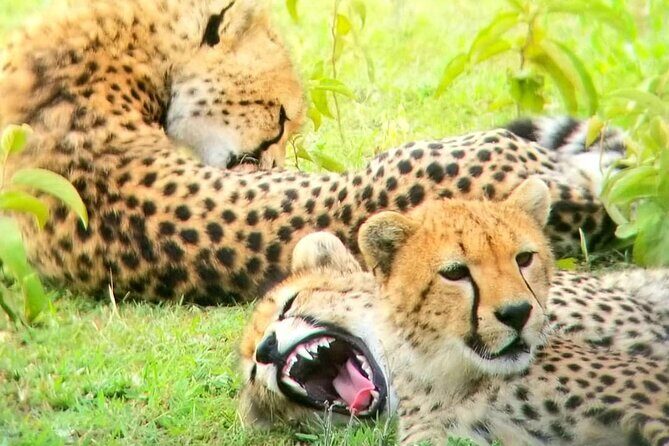 Overnight private Safari to Masai Mara National Reserve. - Authentic Reviews and What They Highlight