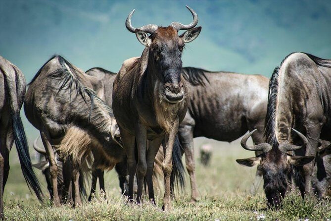 Overnight private Safari to Masai Mara National Reserve. - FAQ Section