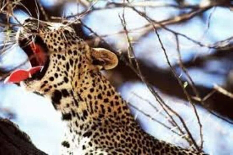 Overnight Private Safari to Severin Camp from Mombasa - Practical Details and Considerations