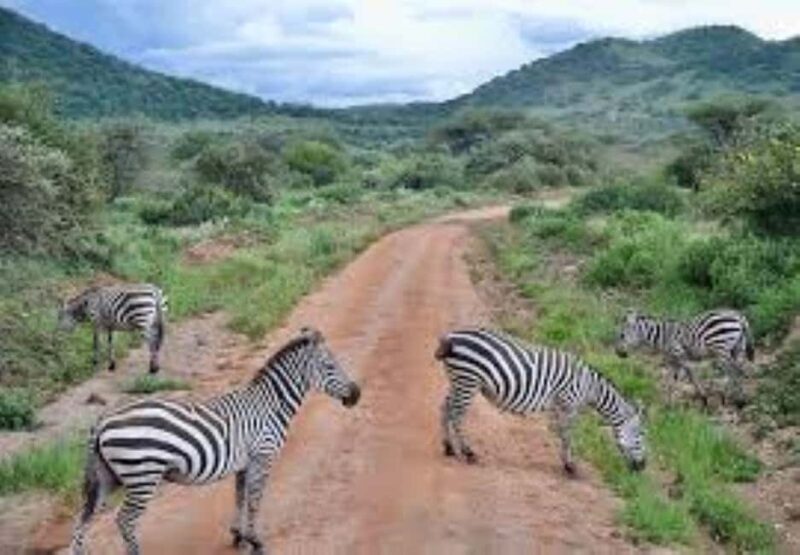 Overnight Private Safari to Severin Camp from Mombasa - The Value of This Safari