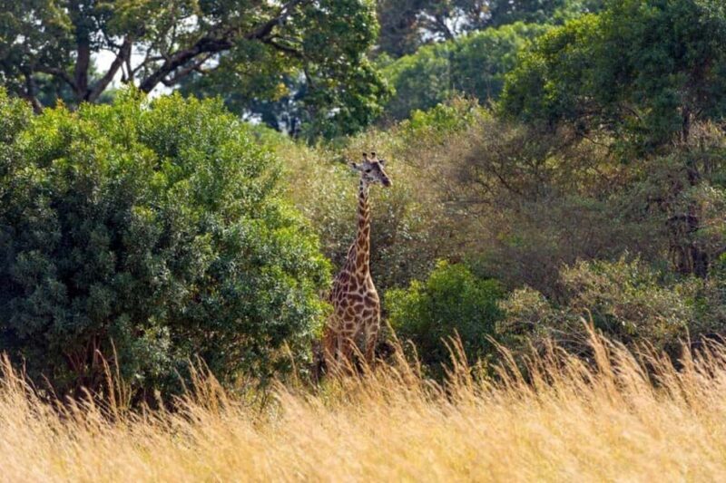 Overnight Safari to Aberdare National park from Nairobi - Exploring the Aberdare National Park Overnight Safari from Nairobi