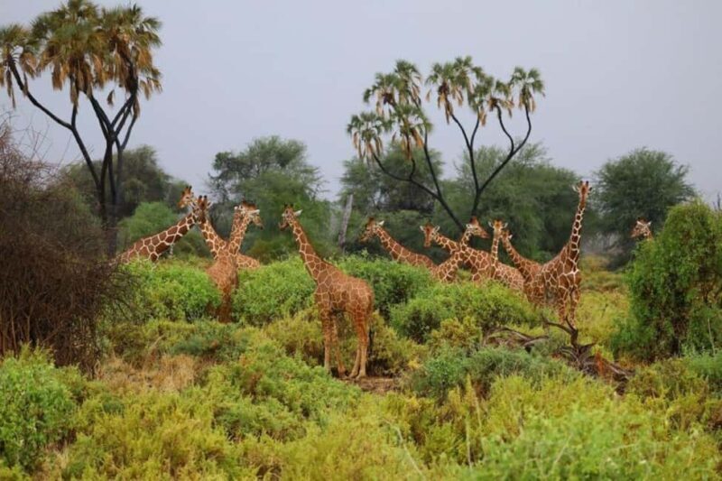 Overnight Safari to Aberdare National park from Nairobi - What’s Included and How to Maximize Value