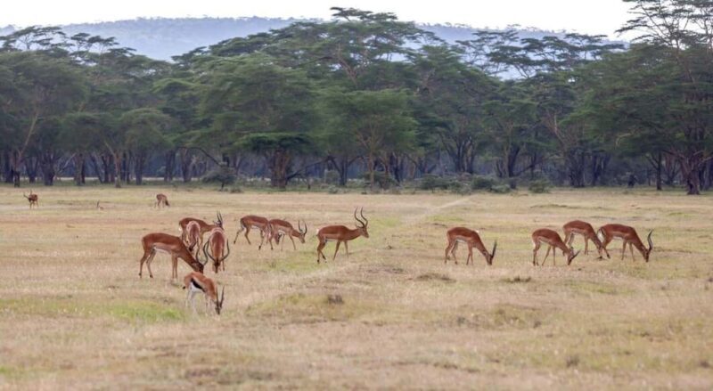 Overnight Safari to Aberdare National park from Nairobi - The Value for Your Money