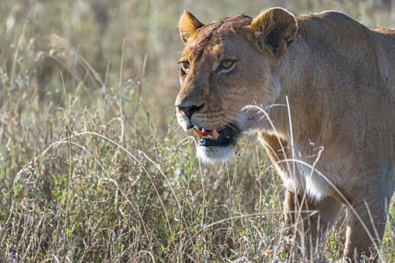 Overnight Safari to Aberdare National park from Nairobi - Authentic Experiences and Practical Tips