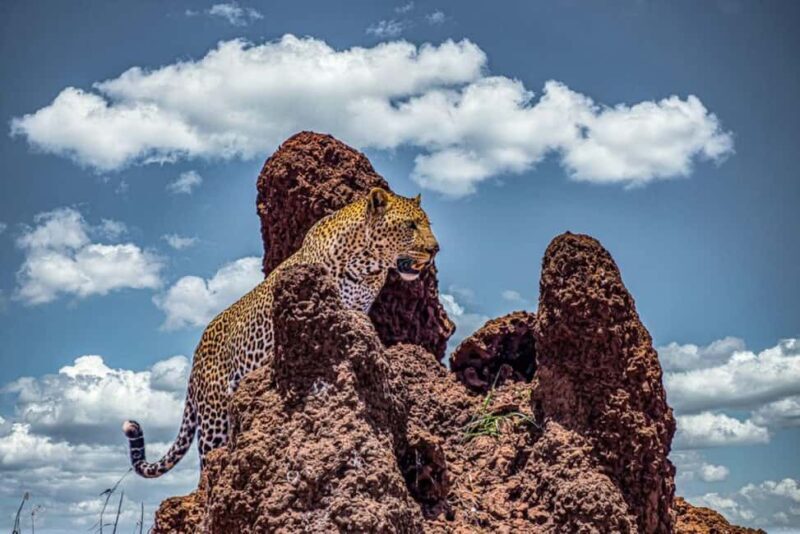Overnight Safari to Aberdare National park from Nairobi - Final Thoughts: Is It Worth It?