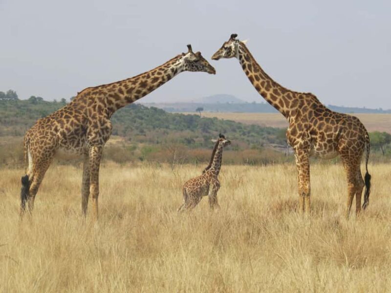 Overnight Safari to Amboseli From Nairobi - What Makes This Safari Stand Out
