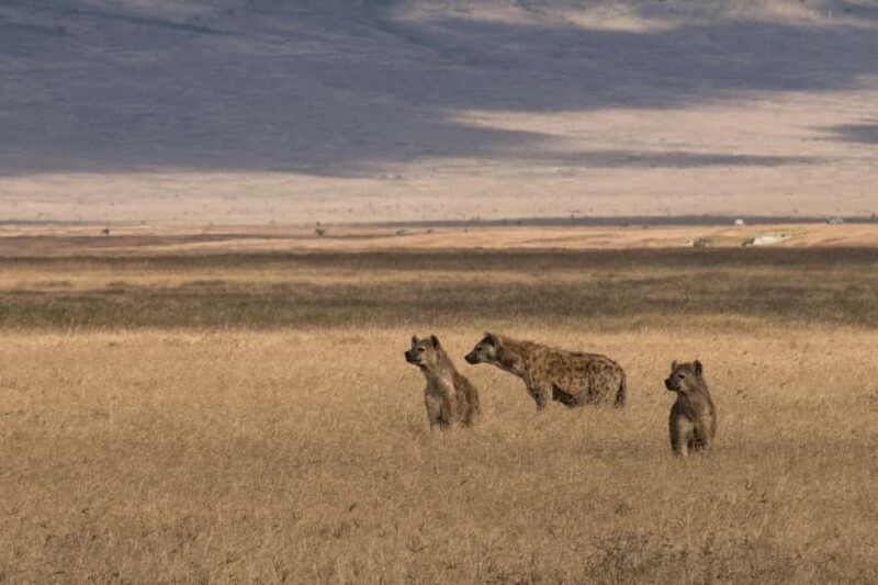 Overnight Safari to Amboseli From Nairobi - What’s Included and What’s Not