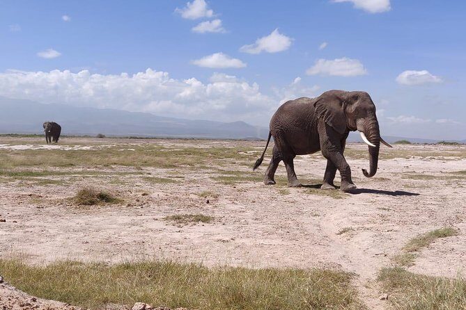 Overnight Safari to Amboseli National Park - Who This Tour Is Best For