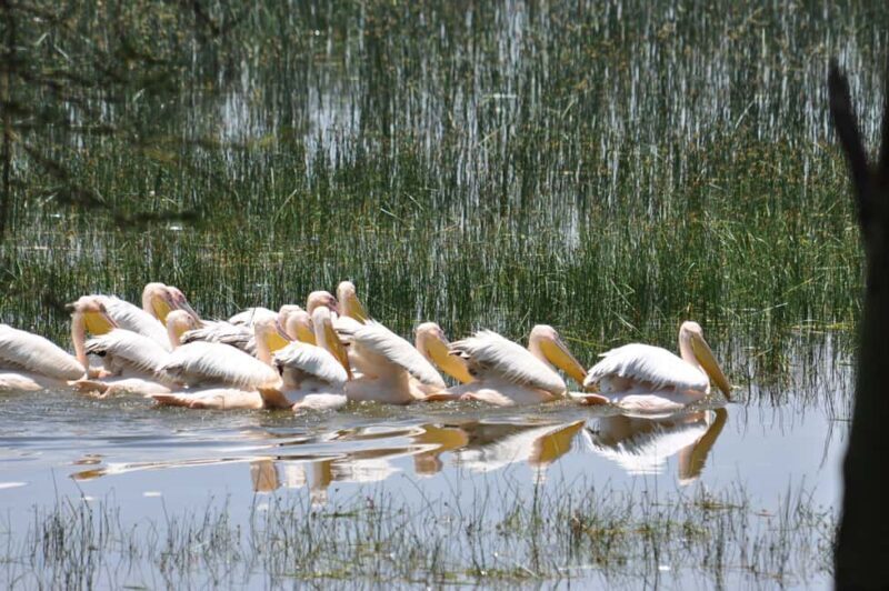 OVERNIGHT SAFARI TO LAKE NAKURU AND LAKE BOGORIA - What Makes This Tour Stand Out?