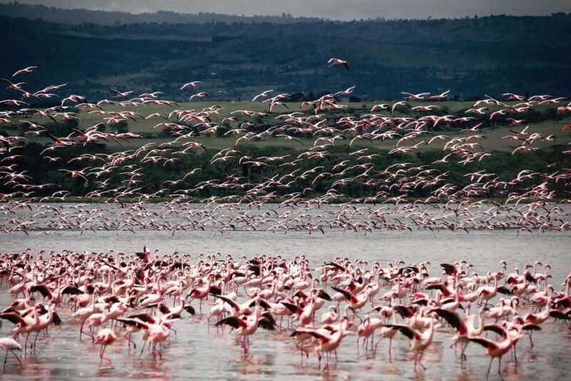 OVERNIGHT SAFARI TO LAKE NAKURU AND LAKE BOGORIA - Final Thoughts