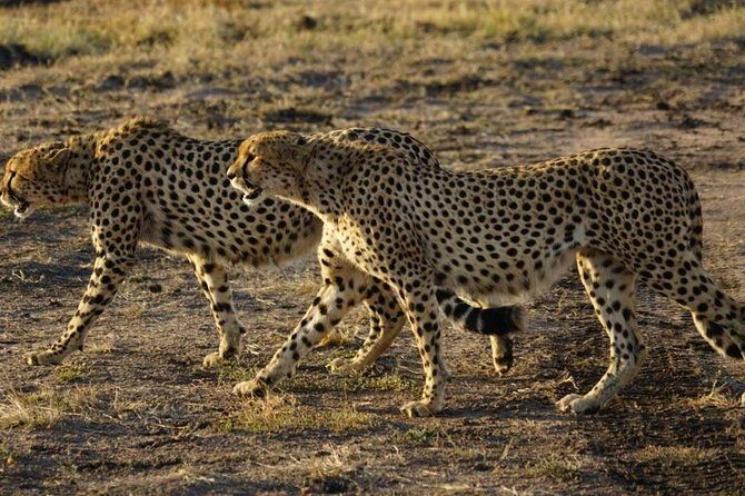 Overnight Safari To Maasai Mara - Accommodation and Meals