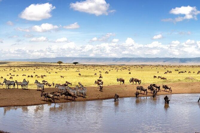 Overnight Safari To Maasai Mara - Price and Value