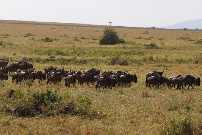 Overnight Safari To Maasai Mara - Who This Tour Is Best For