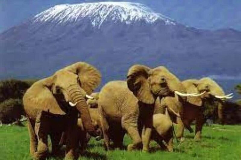 OVERNIGHT SAFARI TO MOUNT KENYA - The Second Day: A High-Altitude Hike