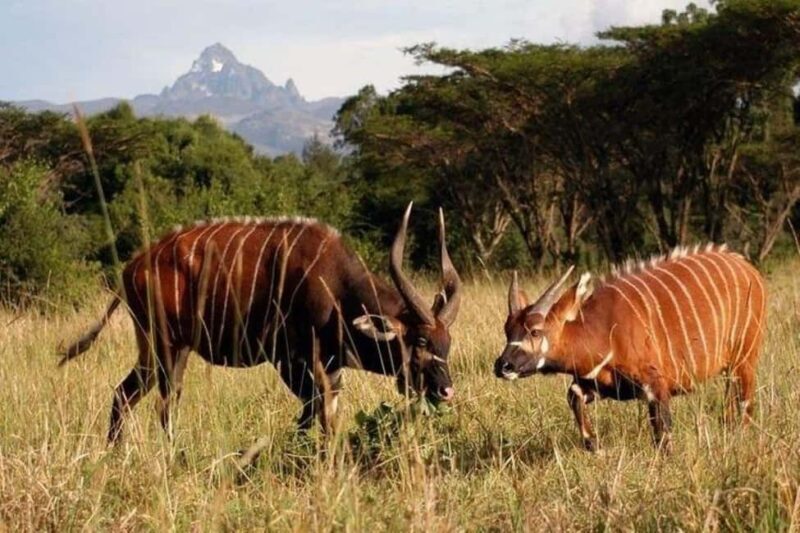 OVERNIGHT SAFARI TO MOUNT KENYA - The Return and Drive Back to Nairobi