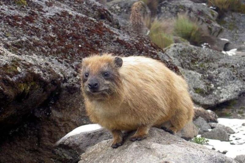 OVERNIGHT SAFARI TO MOUNT KENYA - What’s Included and Practical Details