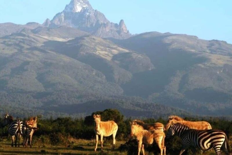 OVERNIGHT SAFARI TO MOUNT KENYA - The Experience Provider and Booking Flexibility
