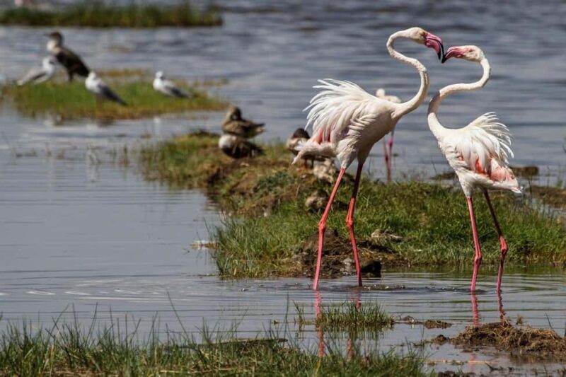 Overnight Safari to Olpejeta Conservancy and Mount Kenya. - Final Thoughts: Who Will Love This Tour?